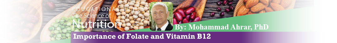 Importance of Folate and Vitamin B12
